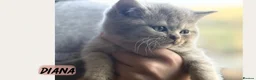 British Longhair cats for sale: Last boy Available- Golden Lilac BHS Ready Now !  - Advert 29