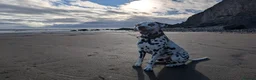 Dalmatian dogs for stud: 100% LIVER SPOTTED DALMATIAN STUD - Advert 1