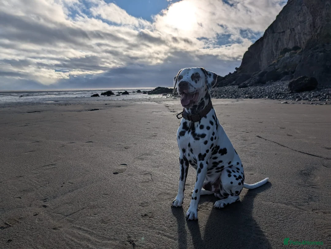 Dalmatian dogs for stud: 100% LIVER SPOTTED DALMATIAN STUD - Advert 1