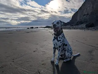 Dalmatian dogs 100% LIVER SPOTTED DALMATIAN STUD - Advert 13