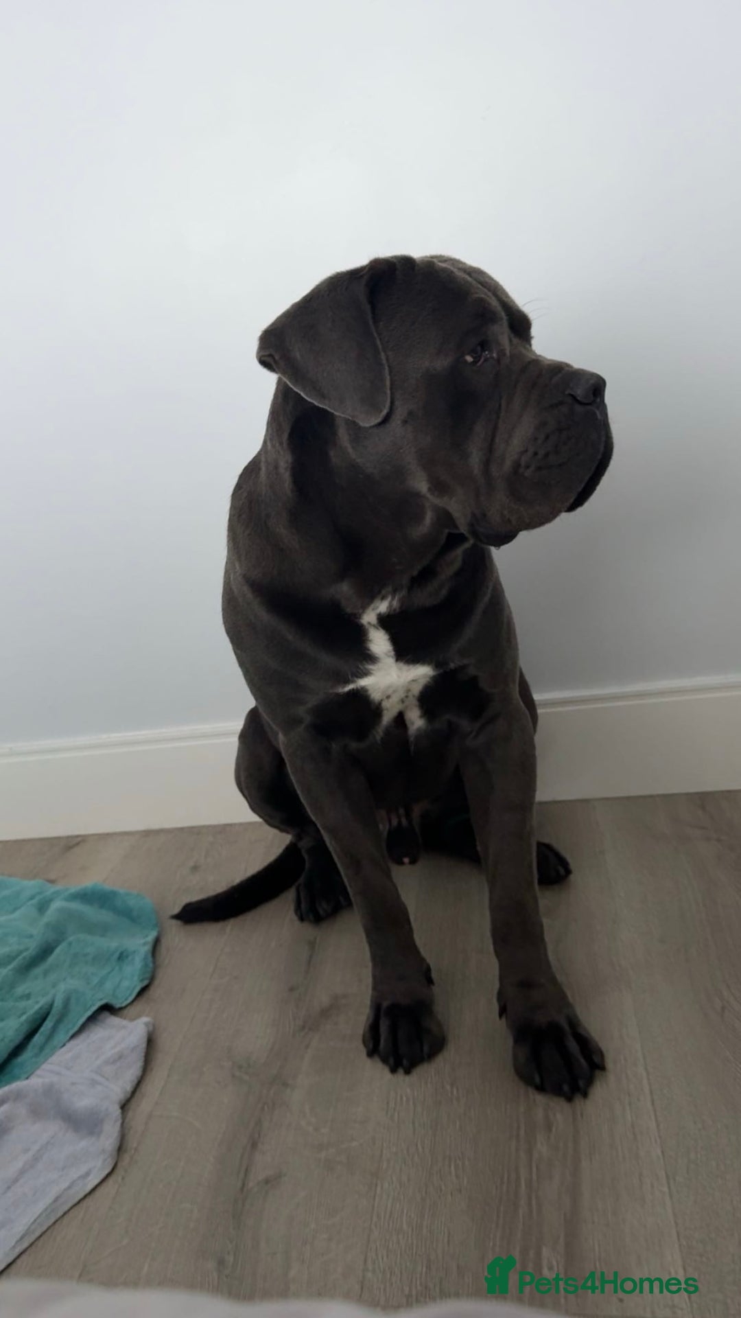 Cane Corso dogs for sale: Rehoming Enzo - Advert 3