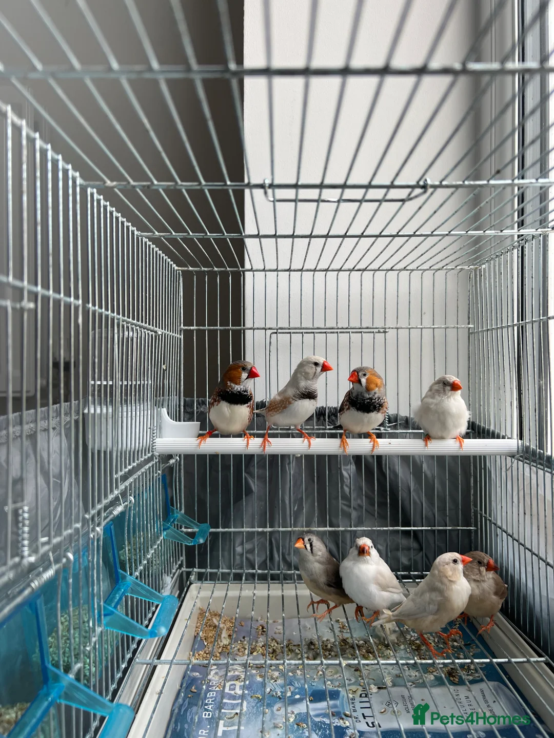Finches birds for sale: Zebra finches in Banbury - Advert 1
