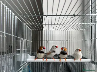 Finches birds Zebra finches - Advert 13