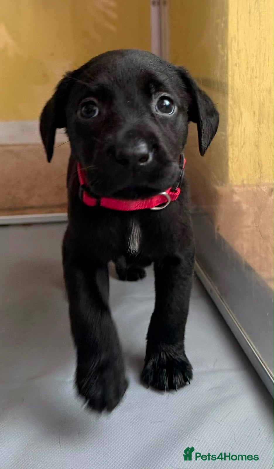 Labrador Retriever dogs Gorgeous Black Labrador pups for sale - Advert 2