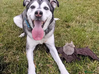 Mixed Breed dogs Gus is ready to steal your heart - Advert 1