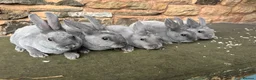 Rex rabbits for sale: Stunning blue Rex rabbits for sale  - Advert 3
