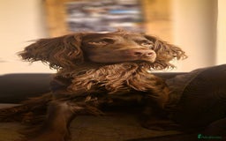Sprocker dogs for sale: 6 beautiful Sprockers for sale - Image 6