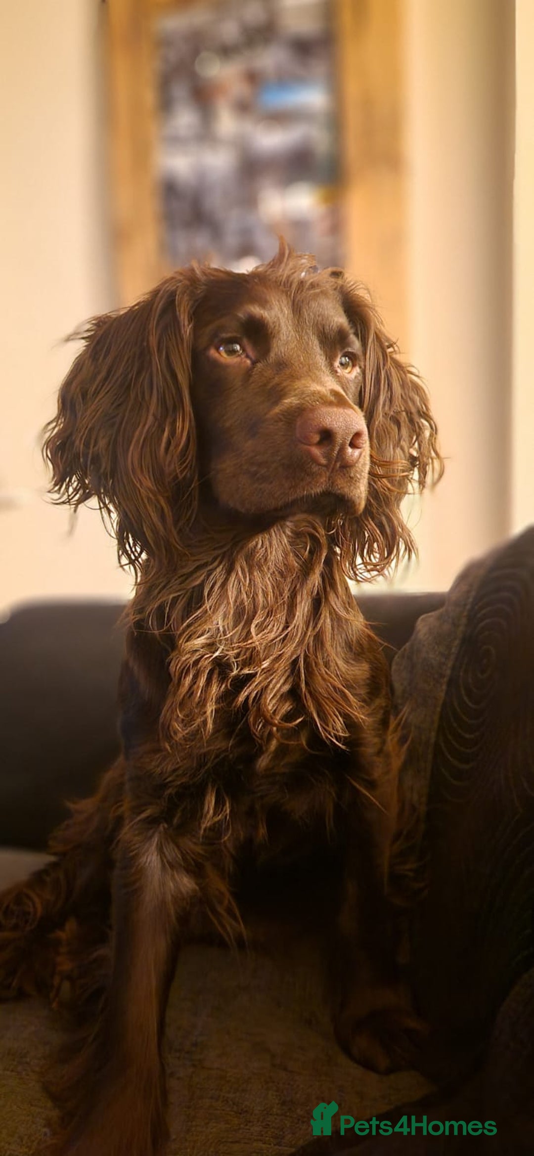 Sprocker dogs for sale: 6 beautiful Sprockers for sale - Image 6