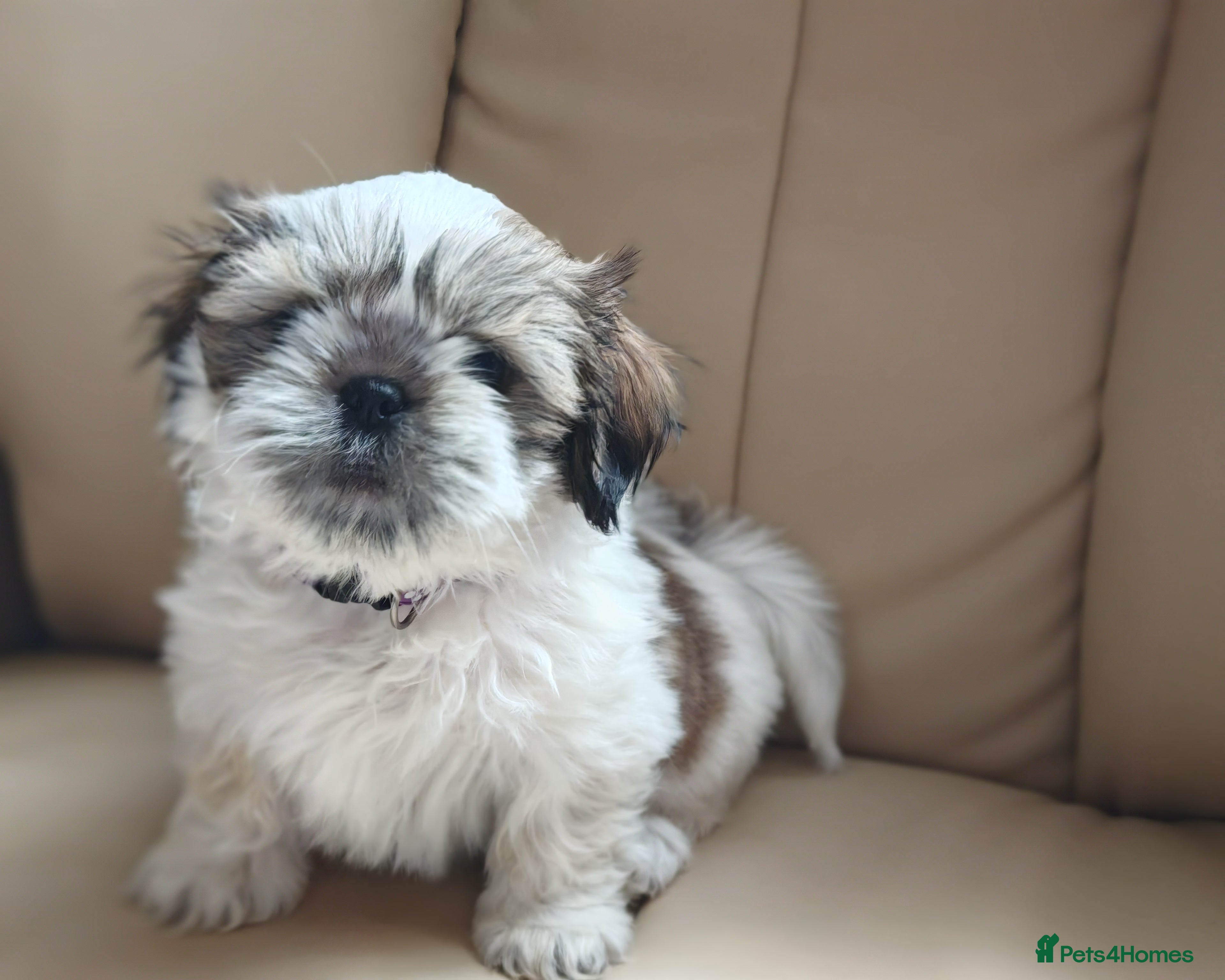 Shih Tzu dogs ❤️Last lovely girl pure bred shih tzu.😍😘 - Advert 5