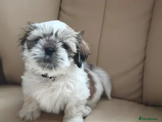 Shih Tzu dogs ❤️Last lovely girl pure bred shih tzu.😍😘 - Advert 5