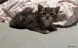 Mixed Breed cats for sale: Kittens  - Image 1