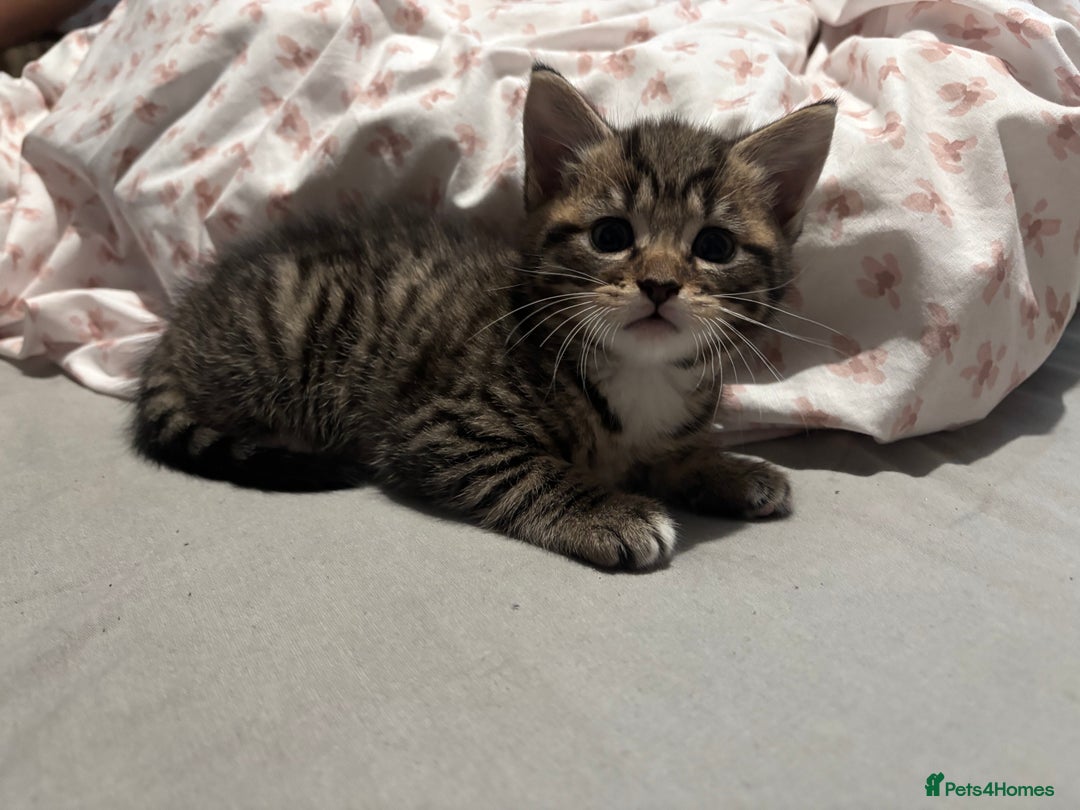 Mixed Breed cats for sale: Kittens  - Image 1