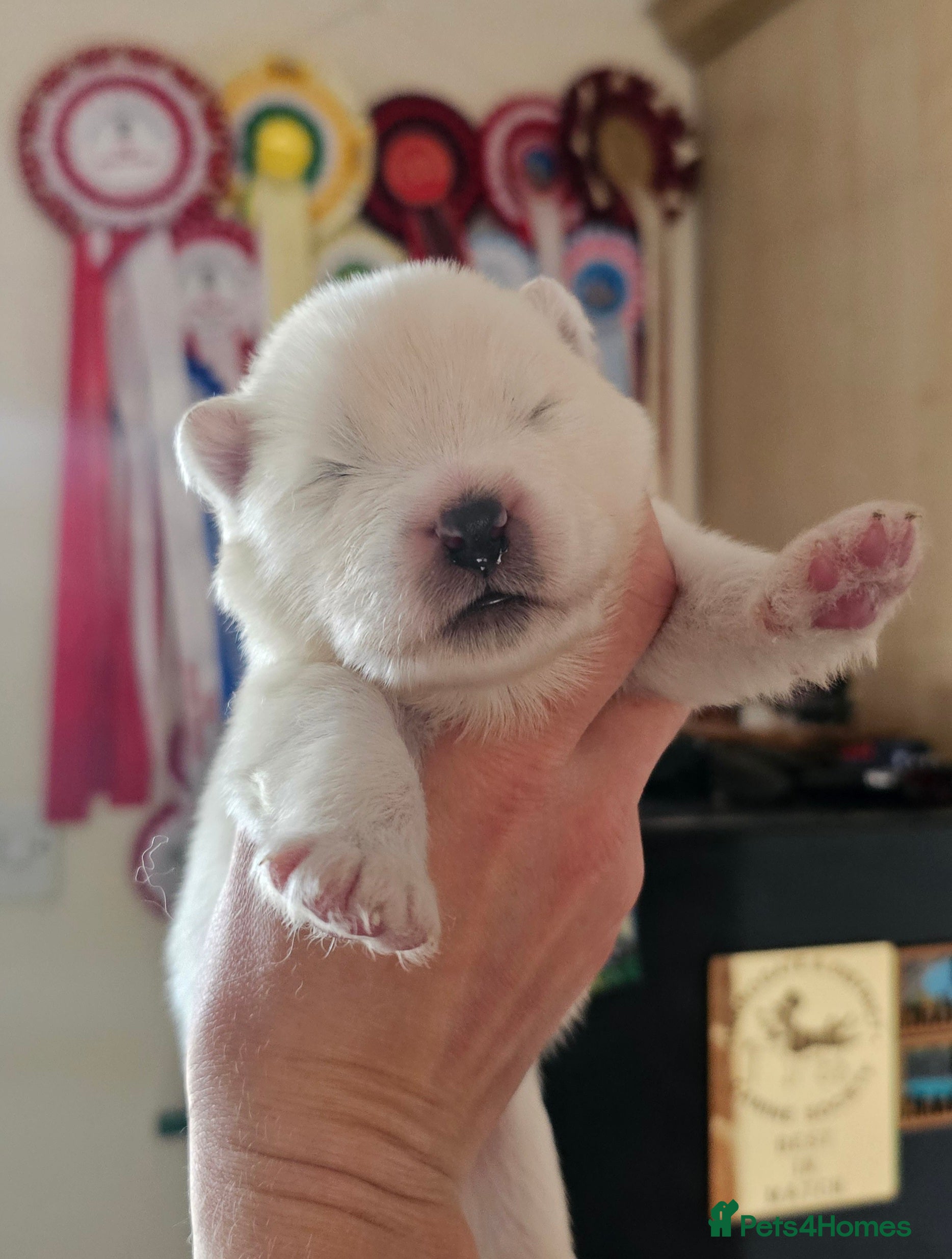 Samoyed dogs Puppy Waiting List Open for Top Quality KC Sammies - Advert 2
