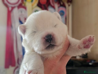 Samoyed dogs Puppy Waiting List Open for Top Quality KC Sammies - Advert 1