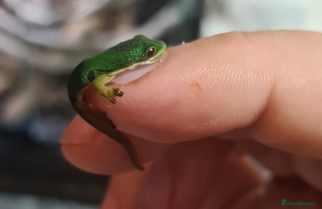 Gecko reptiles for sale: Peacock gecko babies (waiting to hatch) - Advert 5