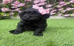 Cavapoo dogs for sale: REDUCED! 1 gorgeous little boy left and ready! in Grays - Image 18