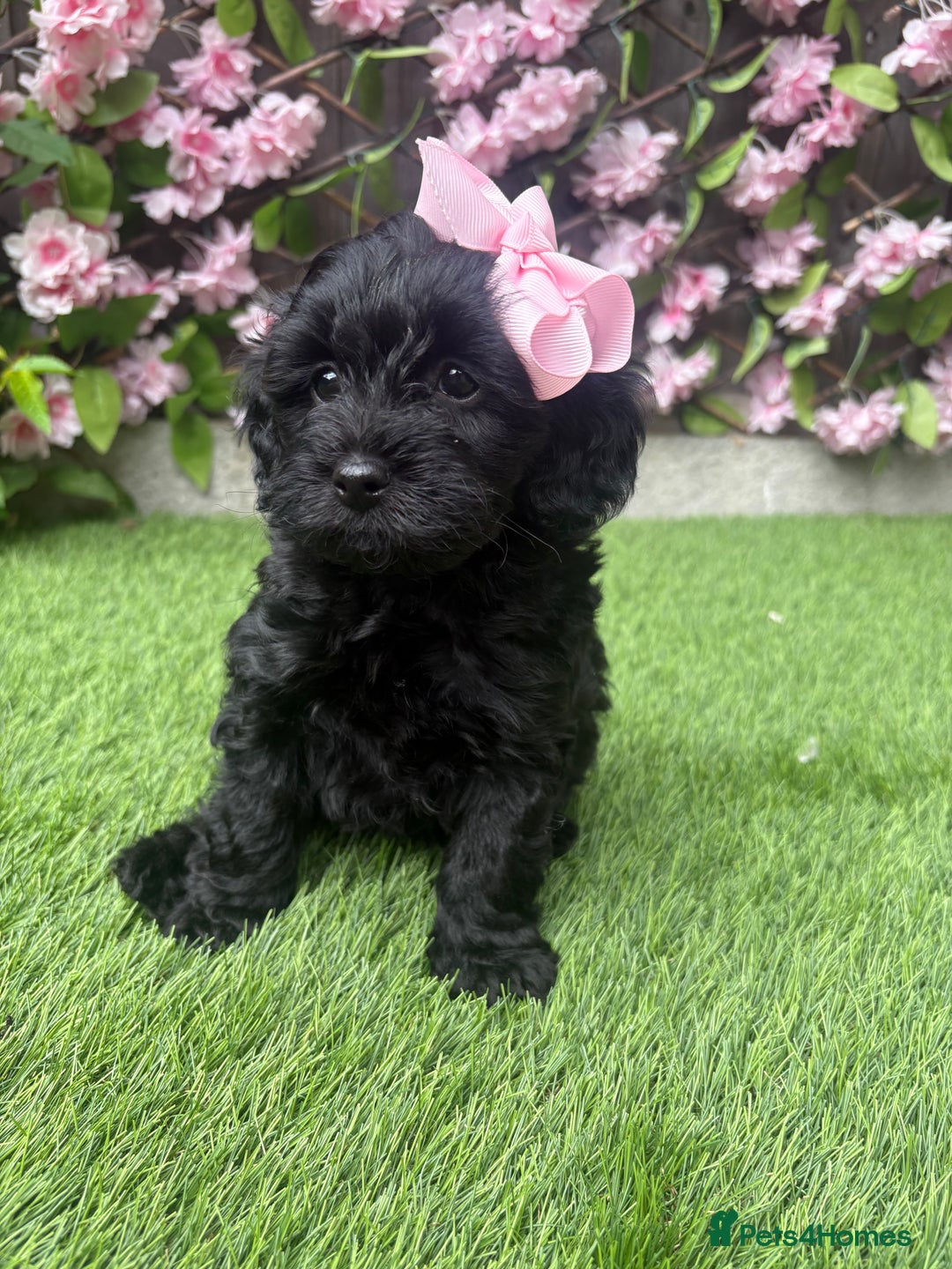 Cavapoo dogs for sale: REDUCED! 1 gorgeous little boy left and ready! in Grays - Image 18