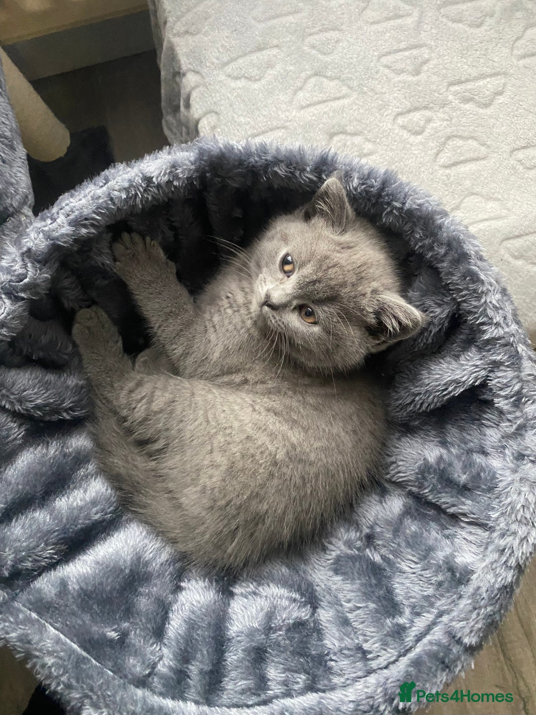 British Shorthair cats for sale: British shorthair KITTENS GIRLS-READY NOW - Image 7
