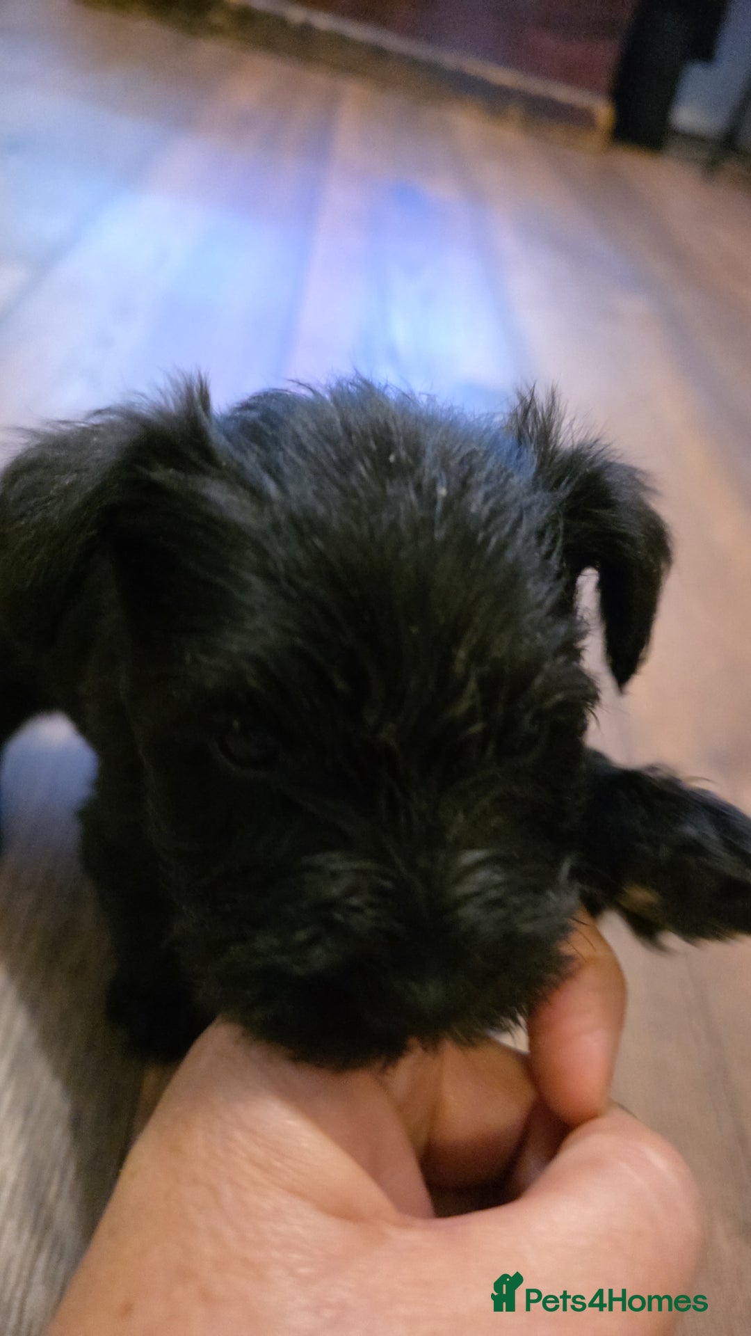 Miniature Schnauzer dogs for sale: Beautiful  miniature schnauzers - Advert 2