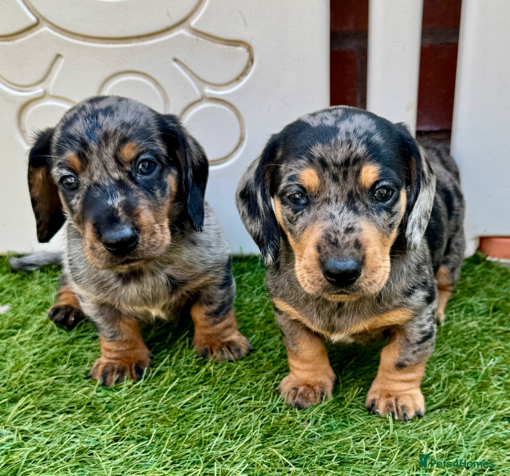 Miniature Dachshund dogs Mini dachshund pupies KC reg DNA tested parents - Advert 1
