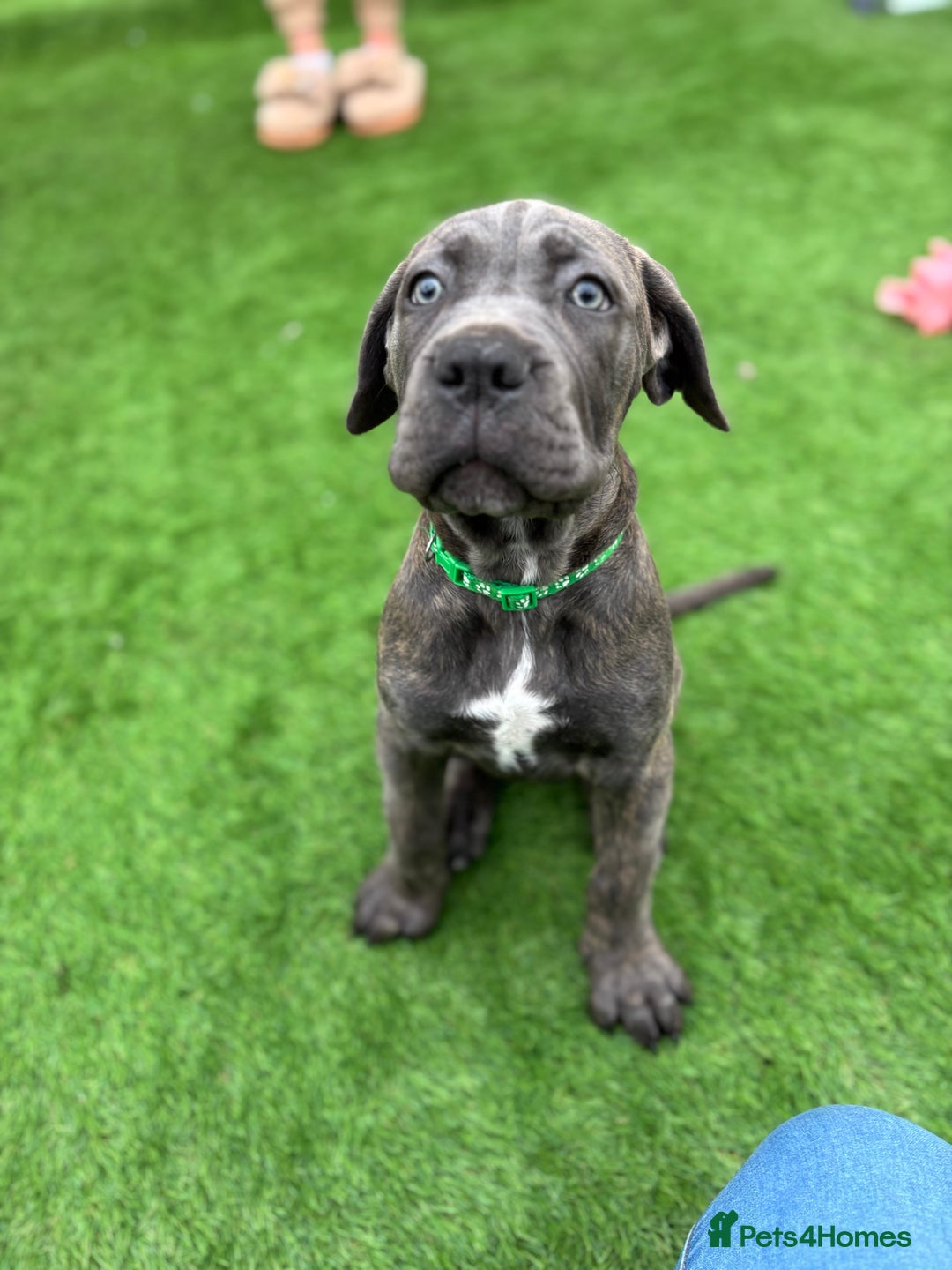 Cane Corso dogs for sale: Cane Corso Pups  - Image 9