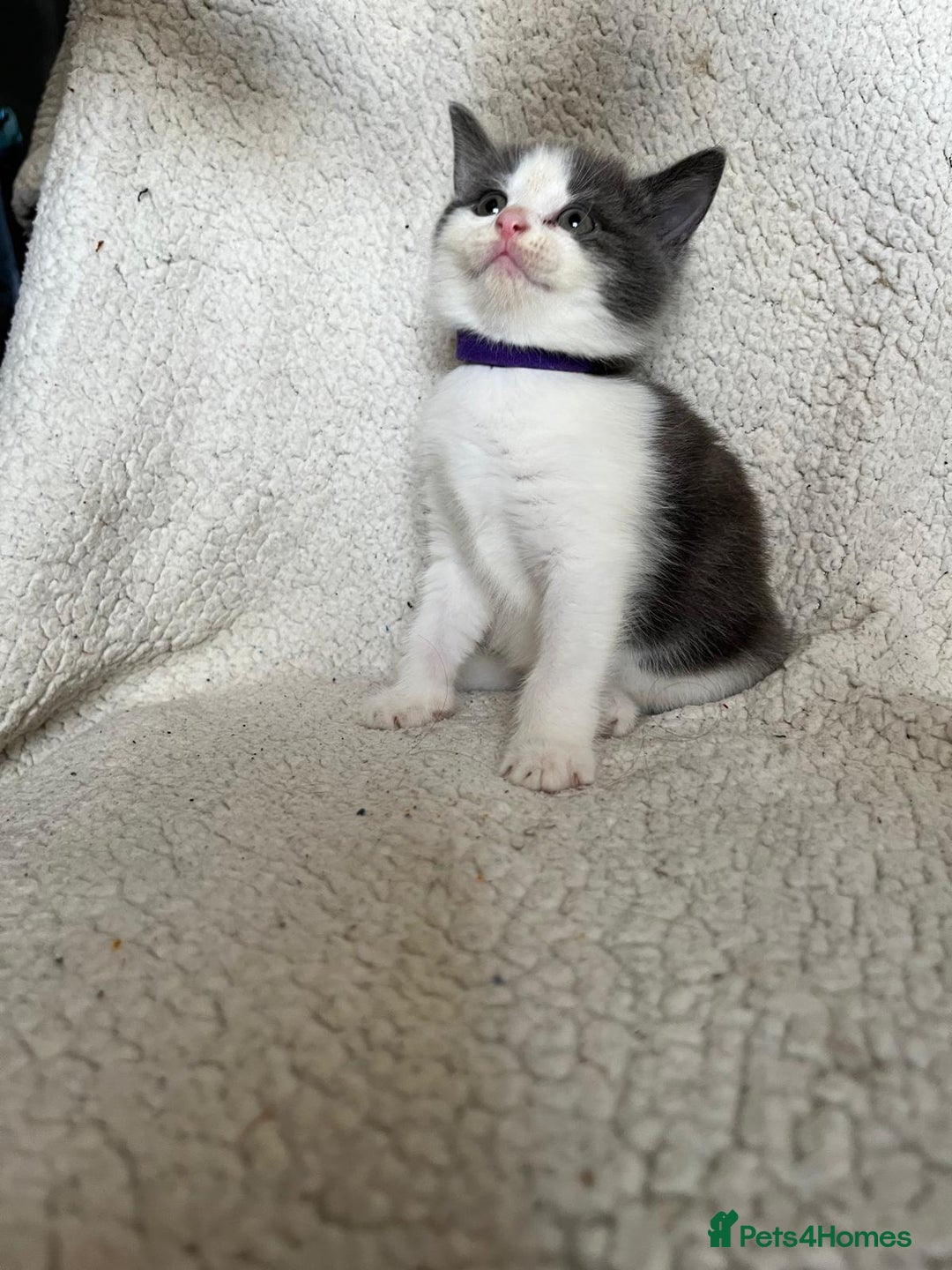 Mixed Breed cats for sale: 2 lovely/cutie male kittens, mothers half ragdoll - Advert 4