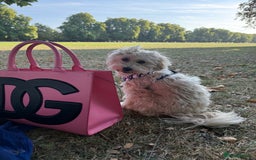 Maltipoo dogs for sale: Cute Zoe cuddle is back looking for a new home   - Image 7