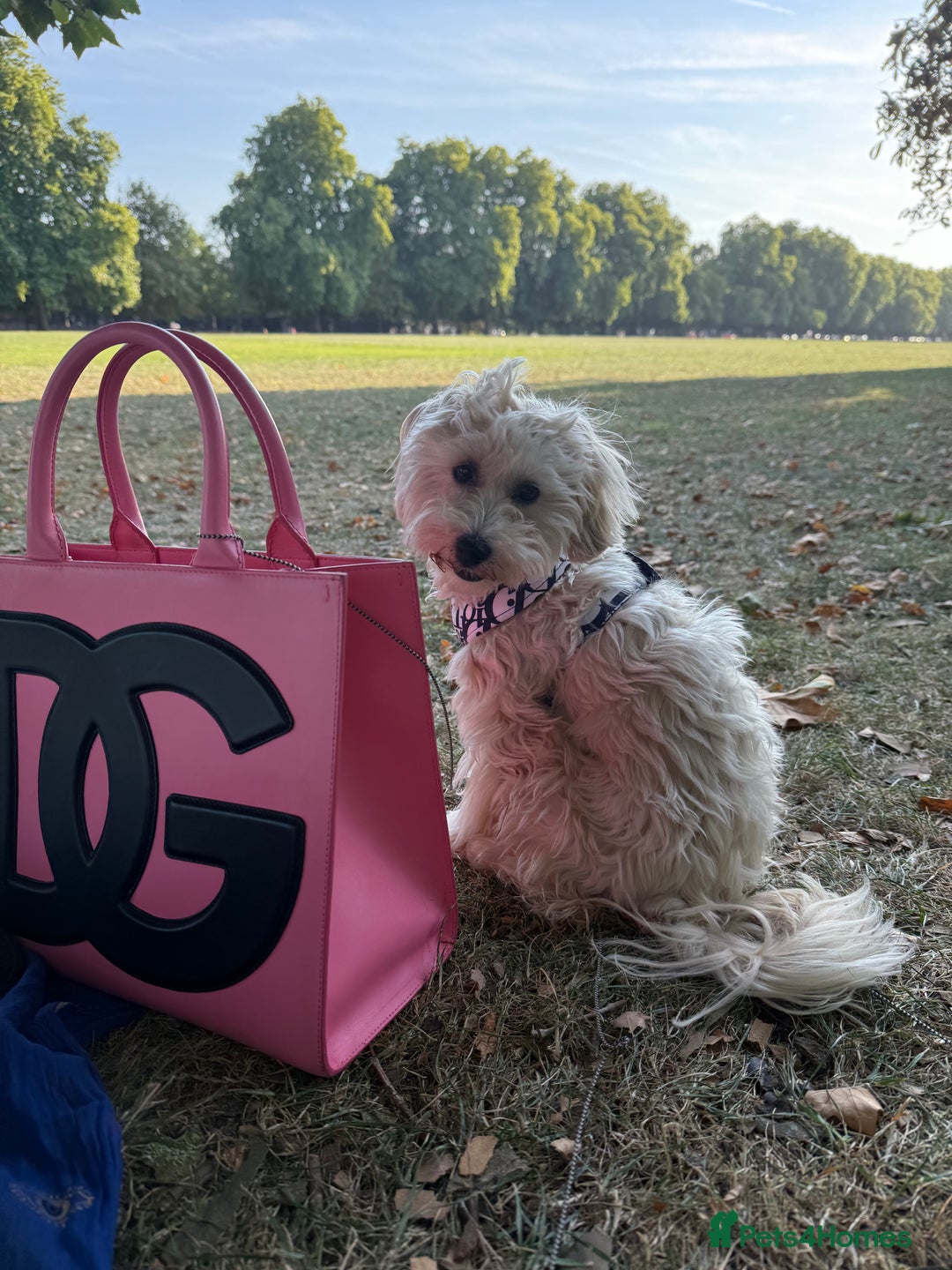 Maltipoo dogs for sale: Cute Zoe cuddle is back looking for a new home   - Image 7