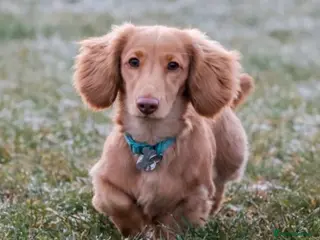 Miniature Dachshund dogs **For Stud** Cream Longhaired Miniature Dachshund - Advert 1