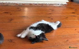 British Longhair cats for sale: Little boy  - Image 1
