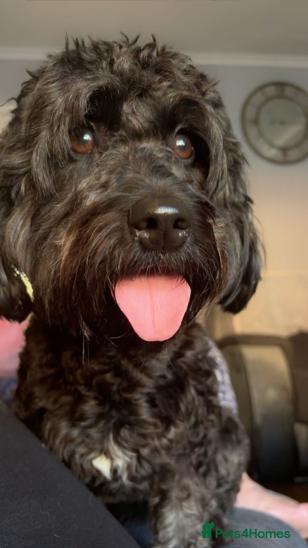 Cavapoo dogs for sale: Mabel  - Advert 9