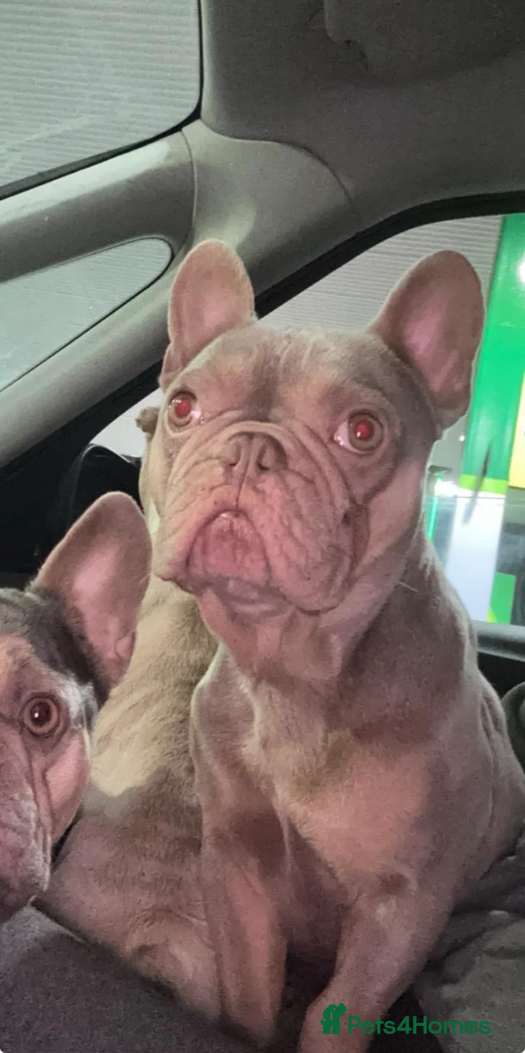 French Bulldog dogs for sale: French Bulldogs For Sale - Advert 4