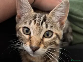 Bengal cats Beautiful Bengal Girl (please read description) - Advert 2