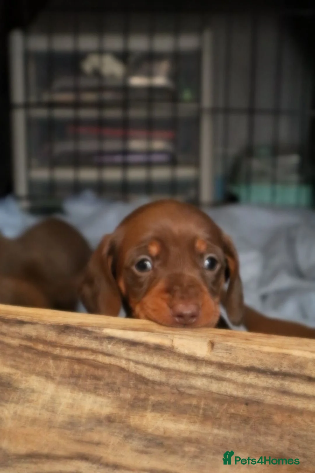 Miniature Dachshund dogs for stud: ⭐️ TRIGGER⭐️ smooth hair Isabella & Tan STUD in Mexborough - Advert 12