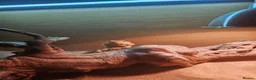 Bearded Dragon reptiles for sale: 8 month old leather back bearded dragon - Advert 2