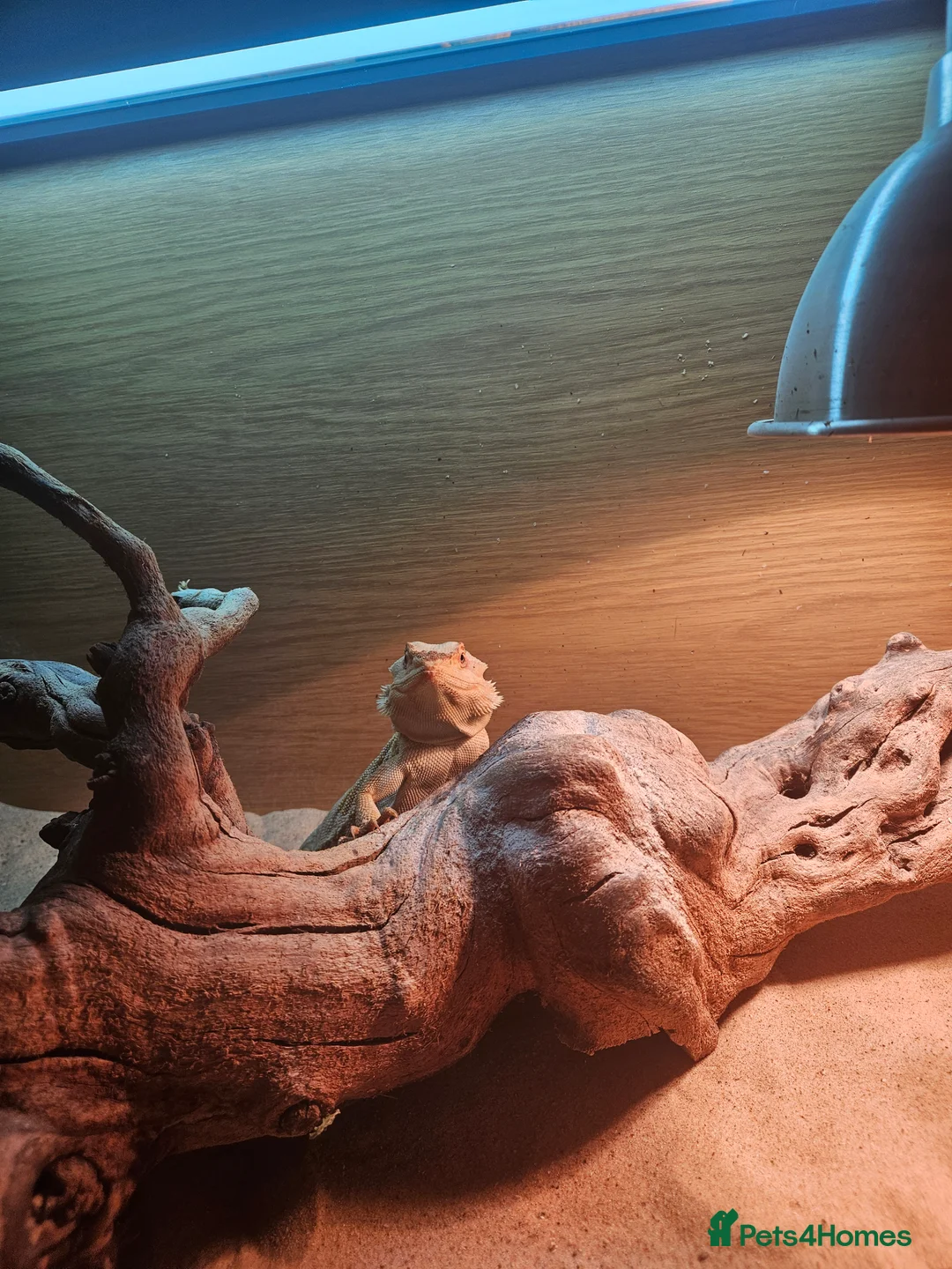 Bearded Dragon reptiles for sale: 8 month old leather back bearded dragon - Advert 2