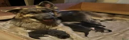 German Shepherd dogs for sale: Stunning German Shepherd Puppies for Sale! - Advert 2