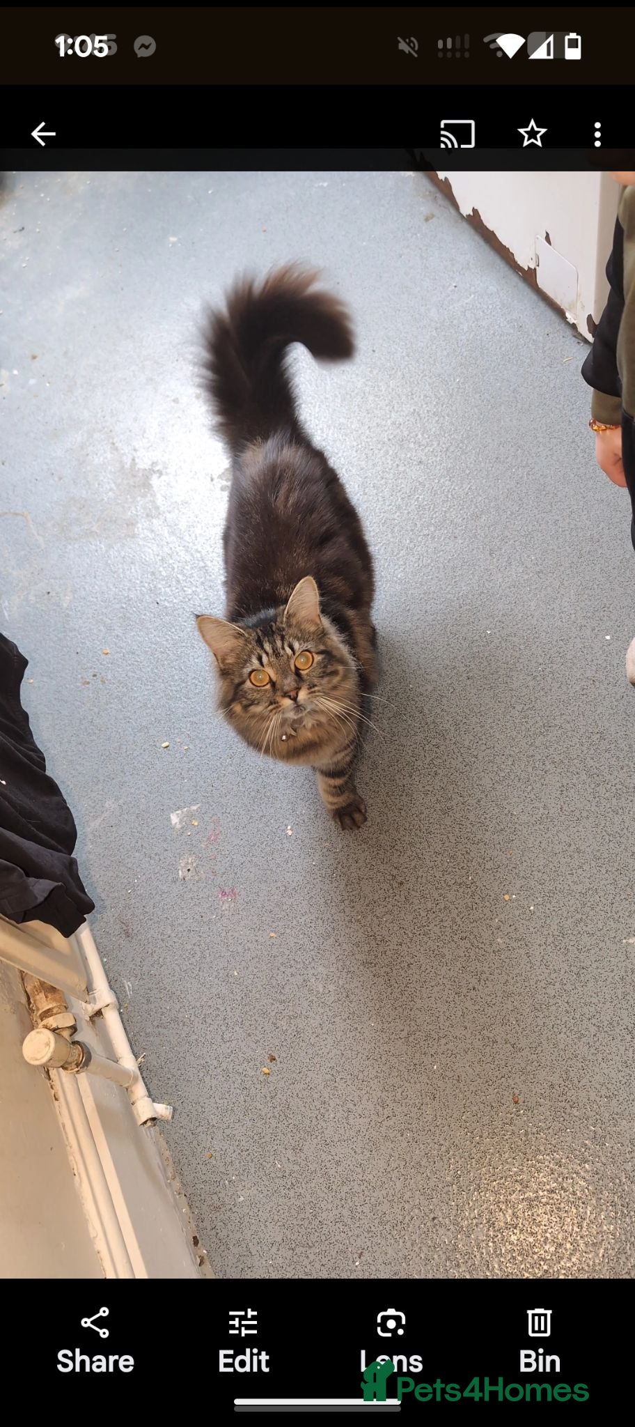 Mixed Breed cats Miss  - Advert 3