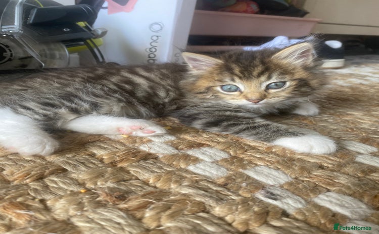 RagaMuffin cats - Advert 1