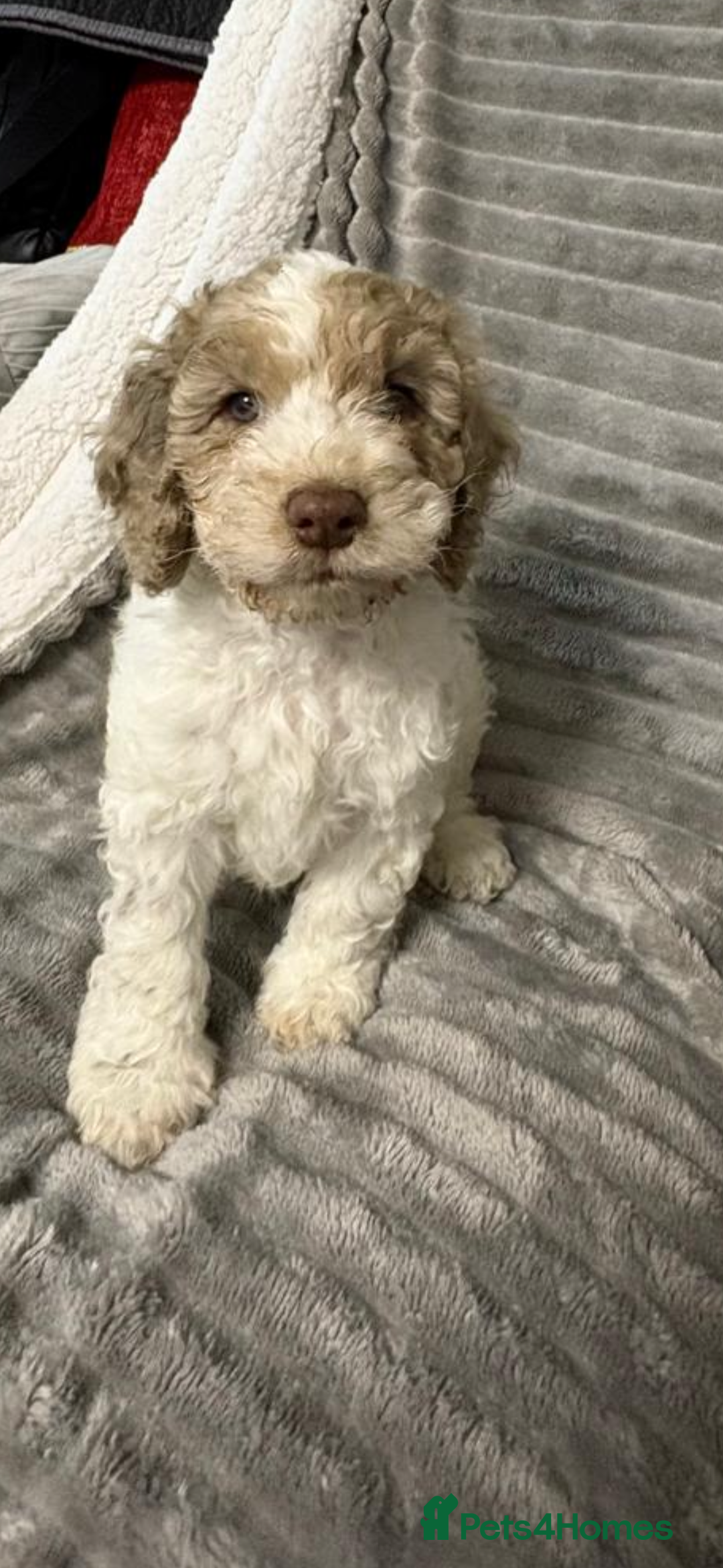 Mixed Breed cats for sale: 11 weeks old cockapoo called Bruce. Ready to go. - Advert 2