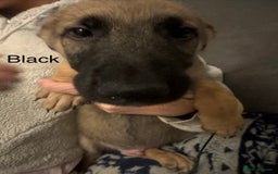 Mixed Breed dogs for sale: German Sheperd cross Lurcher Puppies - Image 23