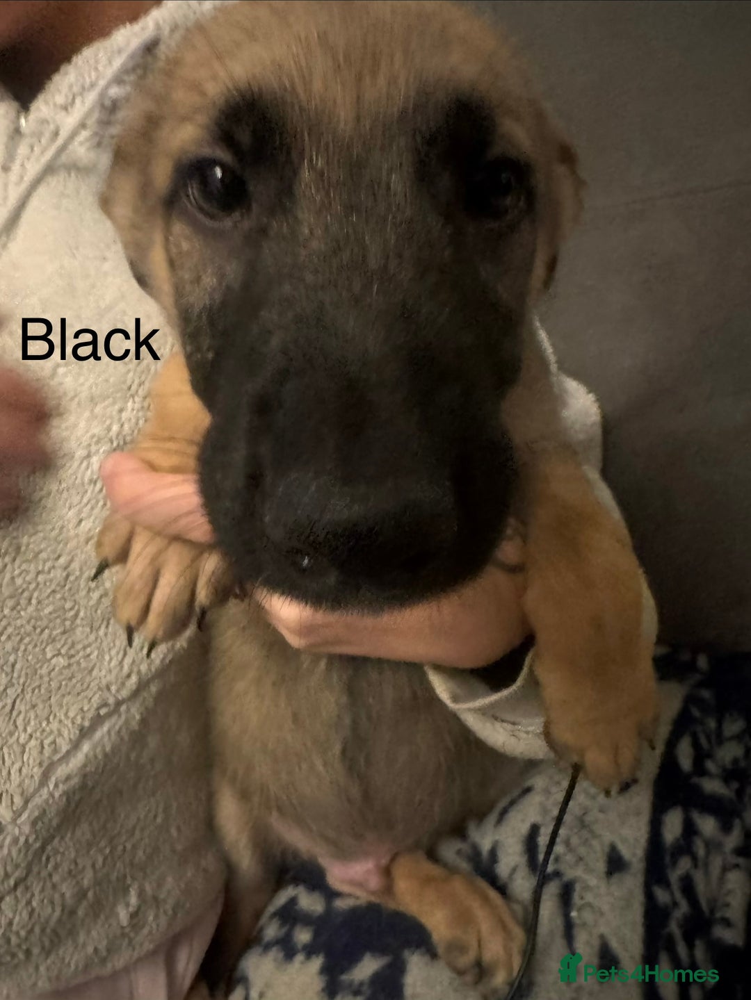 Mixed Breed dogs for sale: German Sheperd cross Lurcher Puppies - Image 23