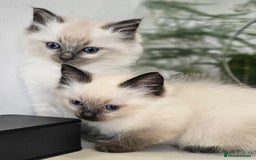 Ragdoll cats for sale: Stunning  ragdoll  kittens - Image 4