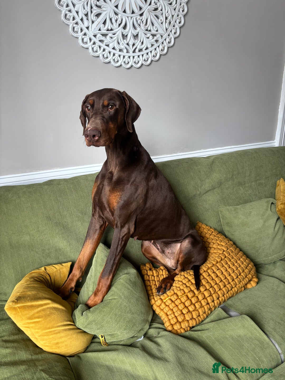 Dobermann dogs for sale: 4 years old female Doberman  - Image 4