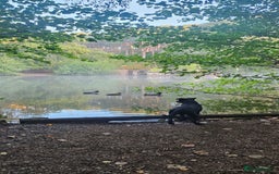 Mixed Breed dogs for sale: Lab-Staffy cross 8 months - Image 25