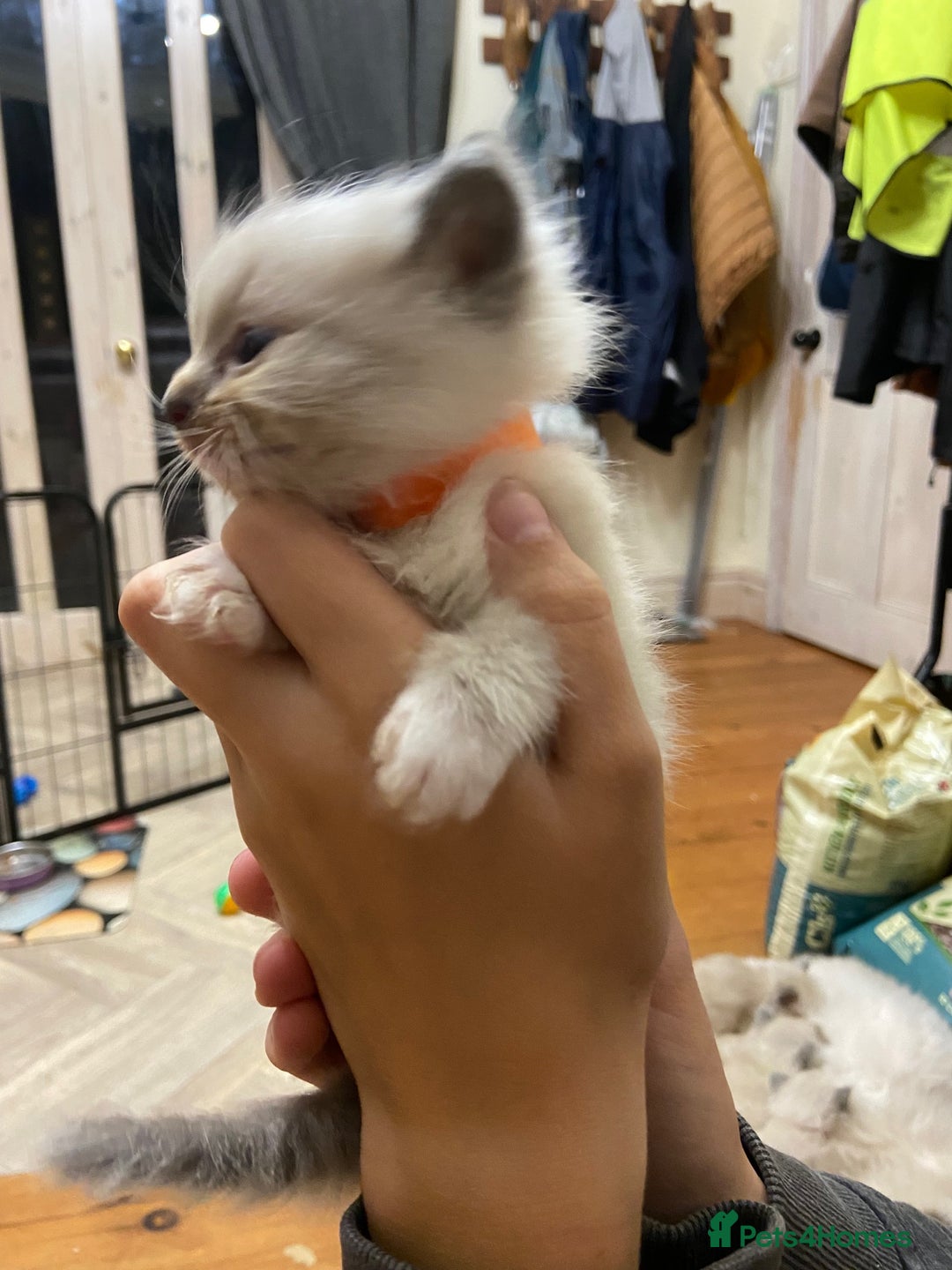 Ragdoll cats for sale: Beautiful Blue Point Ragdoll kittens - Image 13
