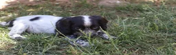 Cocker Spaniel dogs for sale: Working cockers  - Advert 24