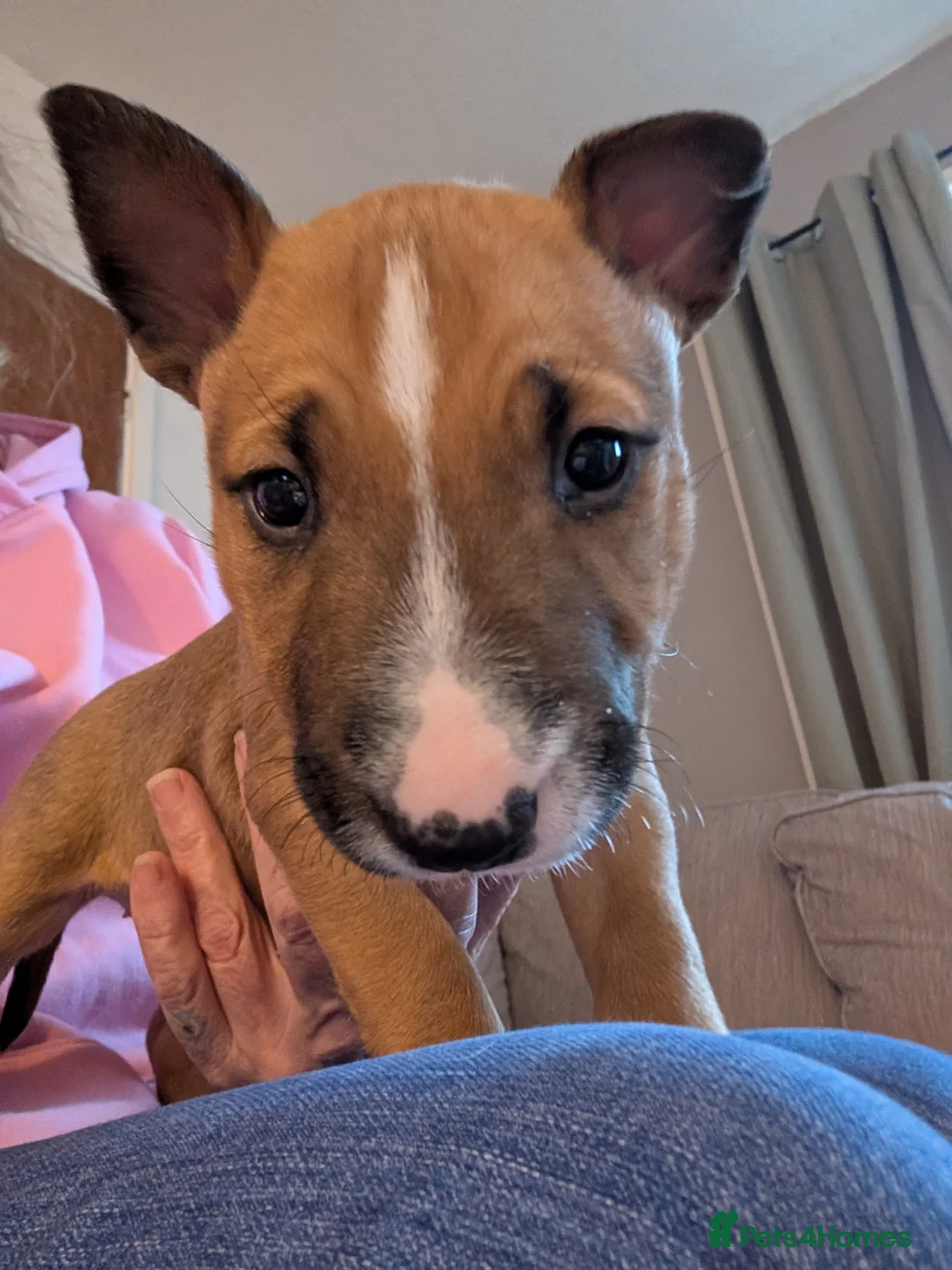 English Bull Terrier dogs for sale: Re advertised due to unforeseen circumstances  in Bishop Auckland - Advert 9