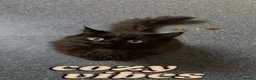 Domestic Shorthair cats for sale: Grey tabby and fluffy black cat  in Baldock - Advert 2