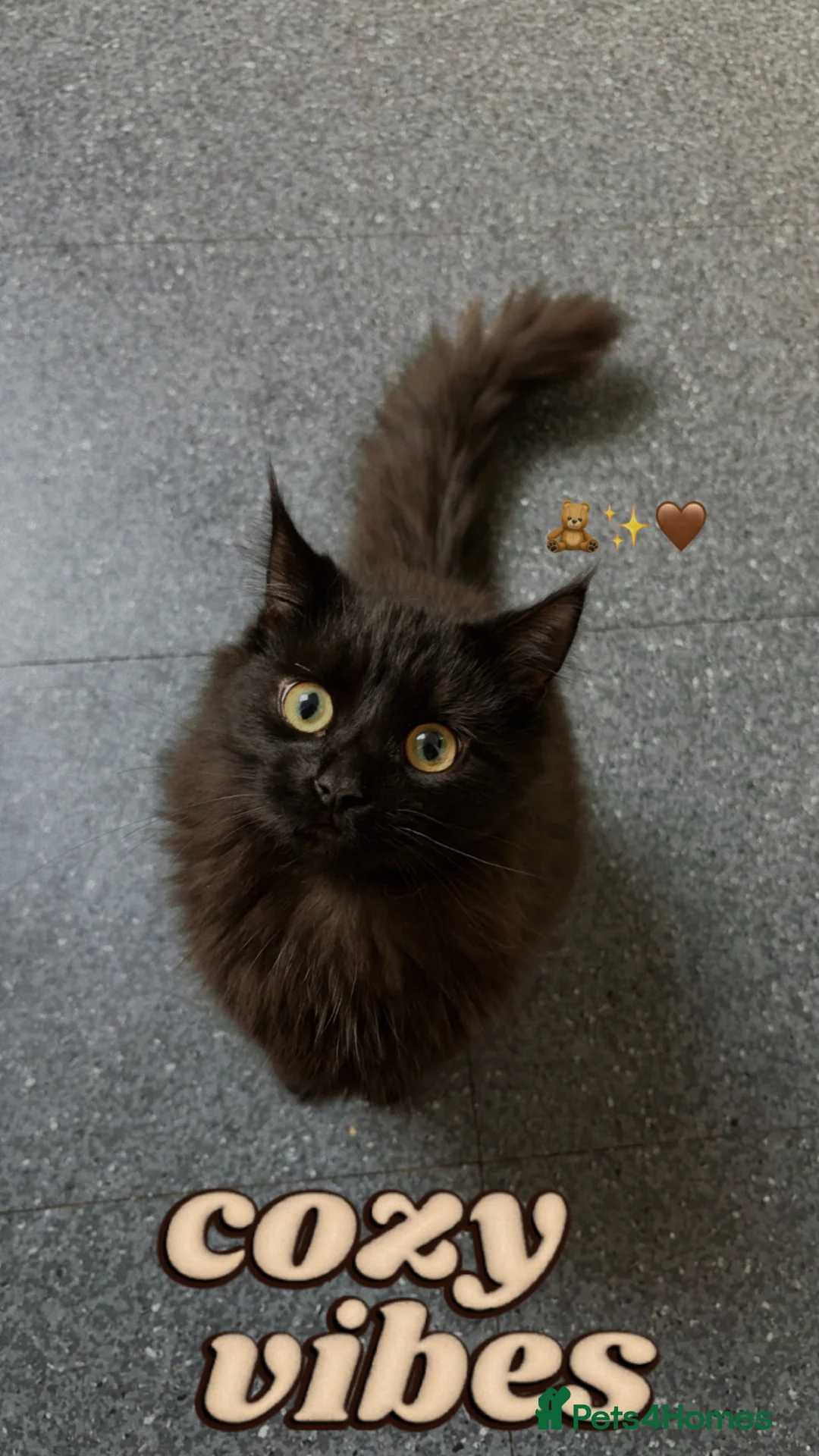 Domestic Shorthair cats for sale: Grey tabby and fluffy black cat  in Baldock - Advert 2